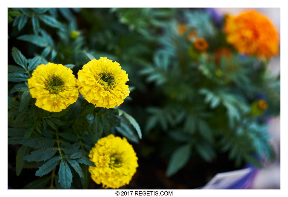  Pre-Wedding Celebrations with turmeric for Rani at Raj Residence in Yardley Pennsylvania