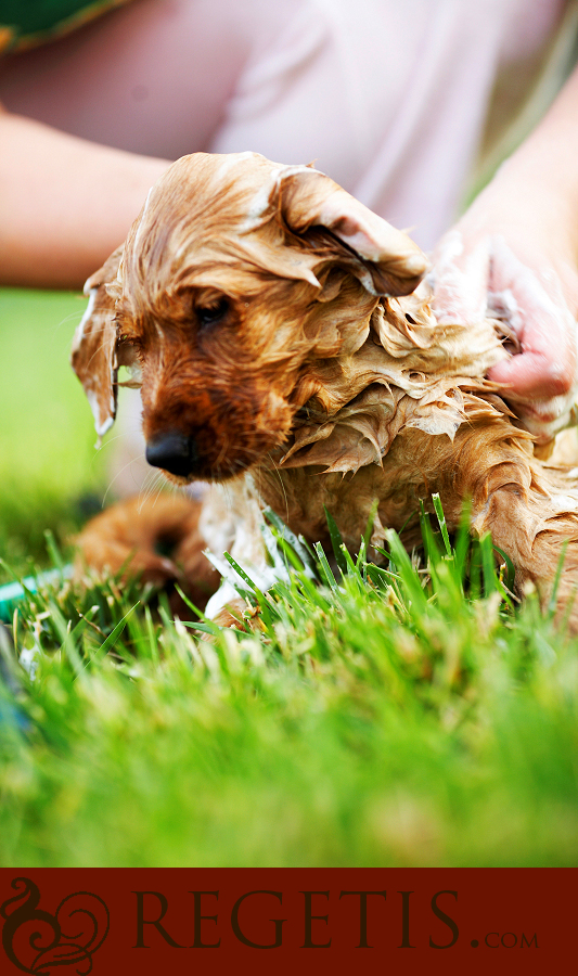 Wedding at Old Hickory Golf Club and Trash the Dress in the Water and our Golden Retriever