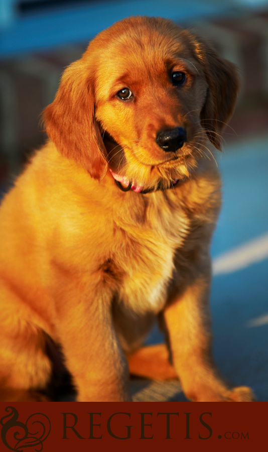 Wedding at Old Hickory Golf Club and Trash the Dress in the Water and our Golden Retriever