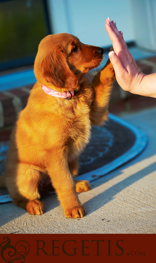 Wedding at Old Hickory Golf Club and Trash the Dress in the Water and our Golden Retriever