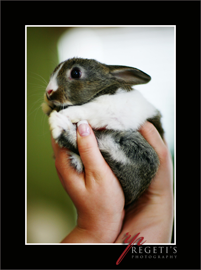 RP Bunnies (Bunny in Warrenton, Va)