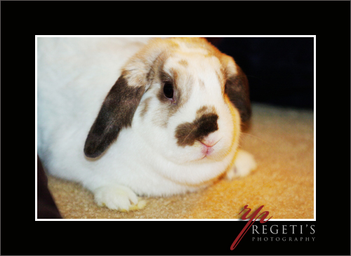 Regeti's Pet Bunny